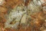 Top Quality Petrified Wood (Araucaria) Round - Madagascar #172022-1